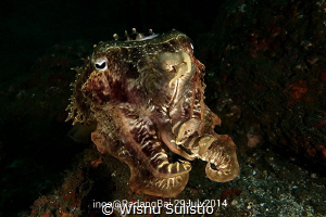 Cuttlefish at jetty dive spot by Wisnu Sulistio 